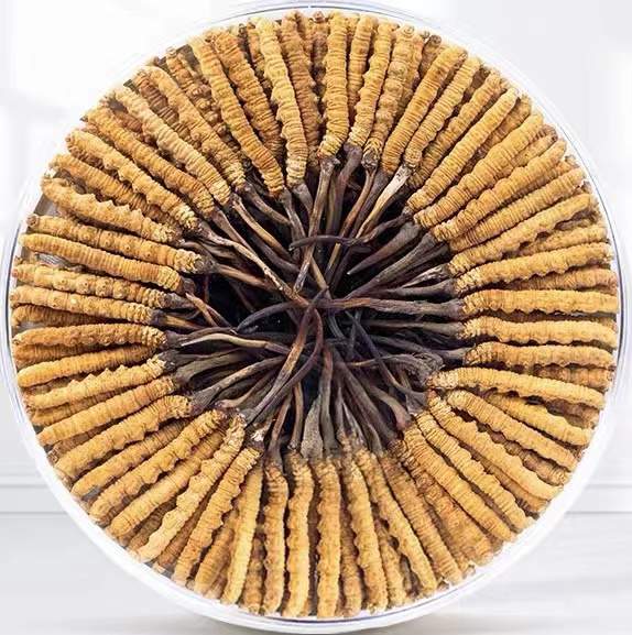 酒泉冬虫夏草回收